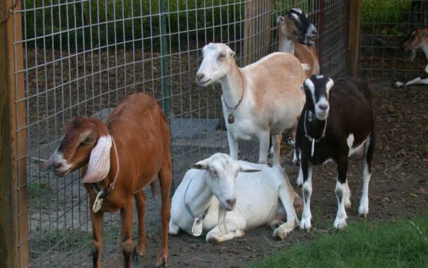 Goats & Their Milk.